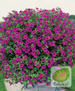 Nasiona Surfinia Rubina - Petunia Zwisająca