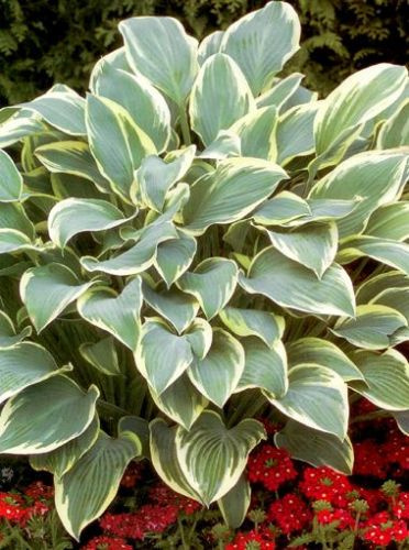 Funkia (Hosta) Dress Blues