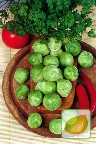 Nasiona Kapusta Brukselska Groninger