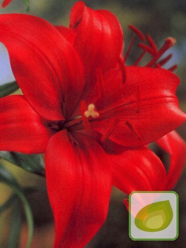 Lilia (Lilium) Staccato