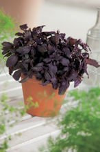 Nasiona Bazylia Czerwona