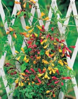 Nasiona Pałczatka - Eccremocarps Scaber