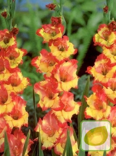 Mieczyk (Gladiolus) Pr. Margaret Rose