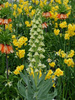 Szachownica (Fritillaria) Persica Ivory Bells