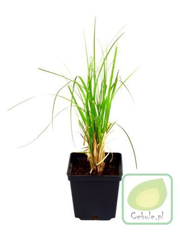 GIGANTYCZNA Trawa Pampasowa Duże Sadzonki Cortaderia