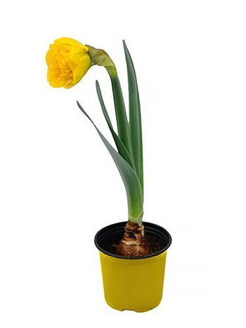Narcyz trąbkowy żółty w doniczce śr. 9 cm