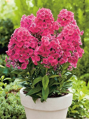 Floks (Phlox paniculata) 'Grenadine Dream'