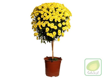 Chryzantema DRZEWKO Żółta 100 cm wysokosci MEGA HIT