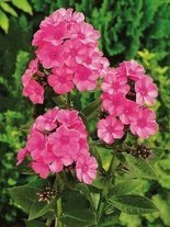 Floks (Phlox paniculata) 'Windsor'