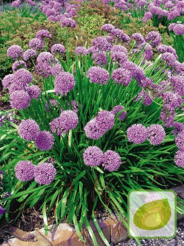 Czosnek (Allium) 'Senescens Ssp Montanum'