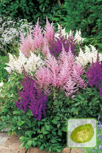 Nasiona Tawułki Mieszanka Kolorów - Arendsa