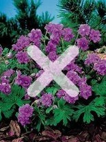 Bodziszek (Geranium) Pratene Plenum