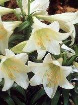 Lilia (Lilium) 'White American'