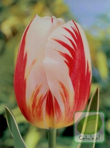 Tulipan CARNAVAL DE RIO 11/12