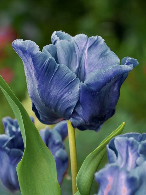 Tulipan Papuzi (Tulipa) 'Blue Parrot' 5 szt.
