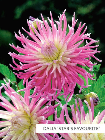 Zestaw Dalie Strzępiaste