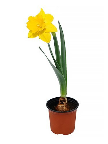 Narcyz trąbkowy żółty w doniczce śr. 9 cm