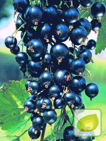 Zestaw Krzewy Owocowe