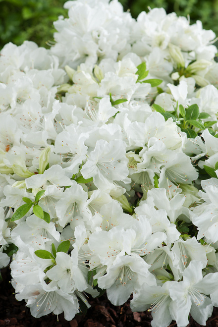 Azalia japońska "Pleasant White"