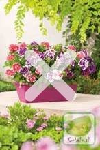 Nasiona Petunia Ogrodowa Mieszanka Kolorów