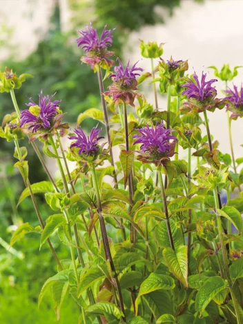 Pysznogłówka (Monarda) 'Prairienacht'