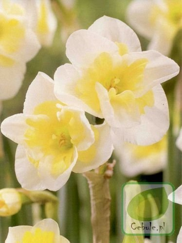 Narcyz Smiling Twin 14/16