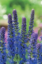 Nasiona Przetacznik Kłosowy - Veronica Spicata