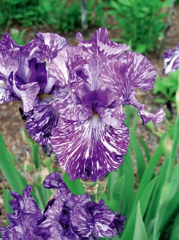 Zestaw Wspaniałe Kosaćce bródkowe