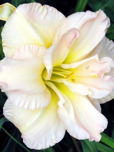 Liliowiec (Hemerocallis) Peggy Jeffcoat