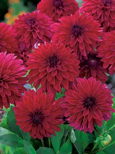 Dalia (Dahlia) 'Melody Mambo'