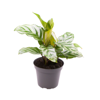 Kalatea Freddie (Calathea concinna Freddie)