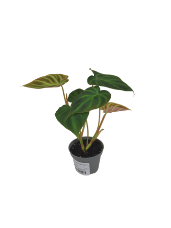 Filodendron Verrucosum Incensi (Philodendron Verrucosum Incensi)