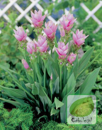 Kurkuma - Curcuma w Doniczce 80 cm wysokości