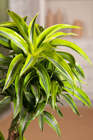 Dracena Wonna Lemon Surprise (Dracaena fragrans 'Lemon Surprise')