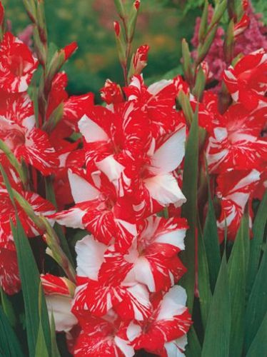 MEGAPAKA Mieczyk (Gladiolus) Zizanie