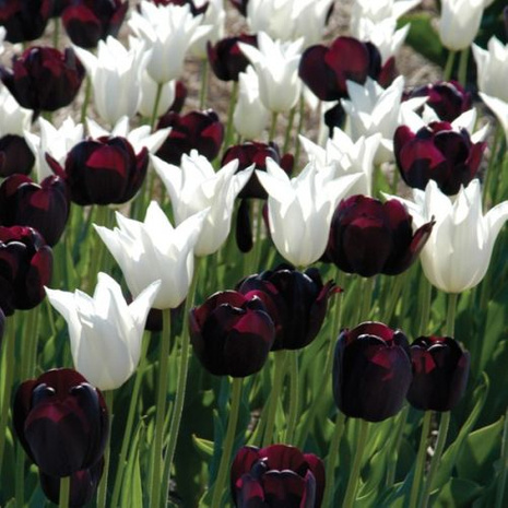 Kompozycja Czarny Krawat