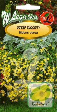 Nasiona Uczep - Bidens