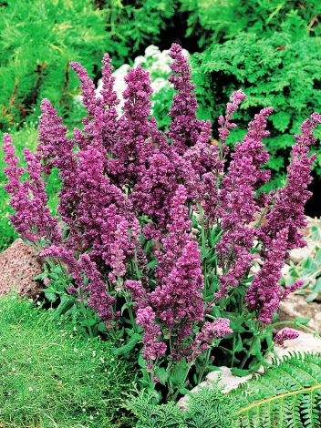 Szałwia (Salvia nemorosa) 'Plumosa'