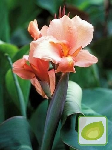 Paciorecznik (Canna) Tropical Sunrise