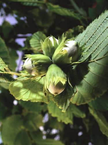 Leszczyna (Corylus L.)