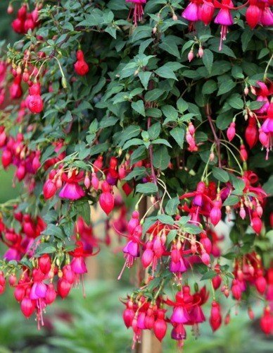 Fuksja Zwieszająca DUŻA KWITNĄCA SADZONKA w Doniczce 60 cm wysokości