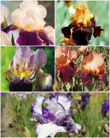 Irys Kosaciec Bródkowy Mix 1 szt.