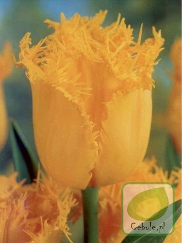 Tulipan HAMILTON 11/12