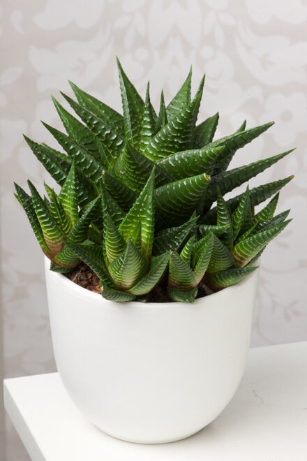 Haworsja Limifolia (Haworthiopsis limifolia)