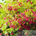 Krzewuszka (Weigela) 'Bristol Ruby' - Krzew Ozdobny