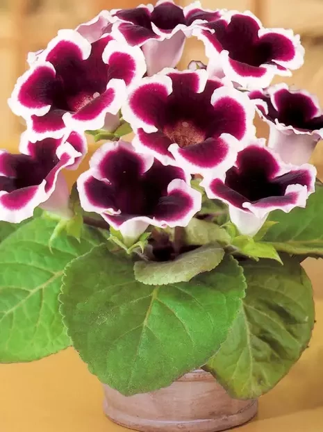 Gloksynia Gloxinia (Sinningia) 'Kaiser Wilhelm'