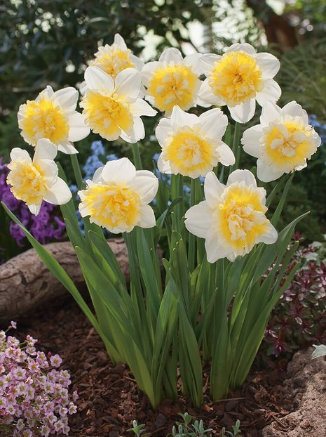 Narcyz Pełny (Narcissus) 'Ice King' 4 szt.