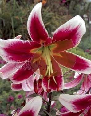 Lilia MISS LILY 16/18