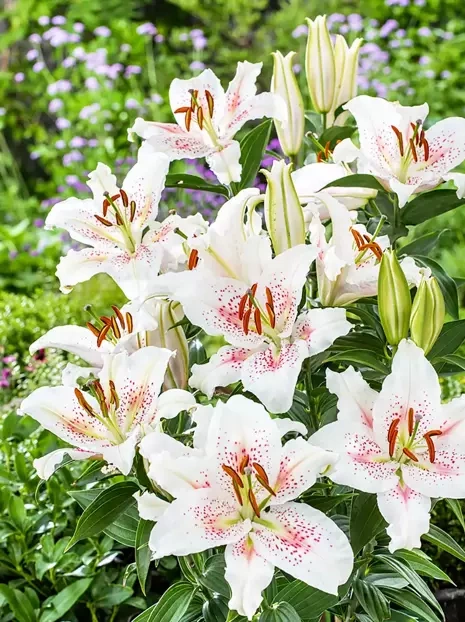 Lilia (Lilium) 'Muscadet'