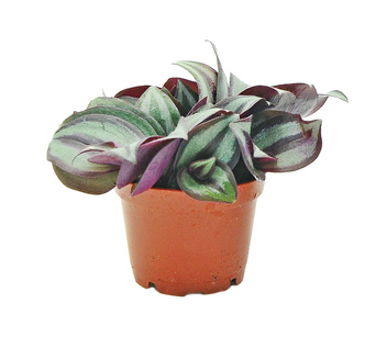 Trzykrotka (Tradescantia) Tricolor